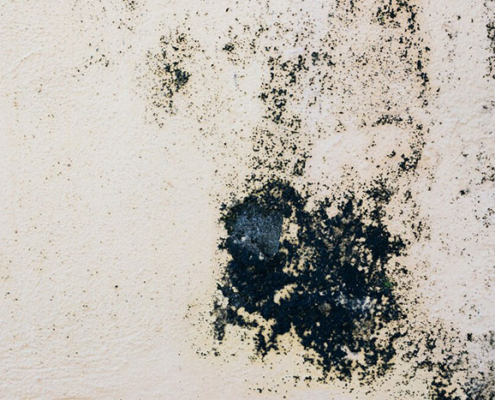 How to Prevent Mold in Damp Basements