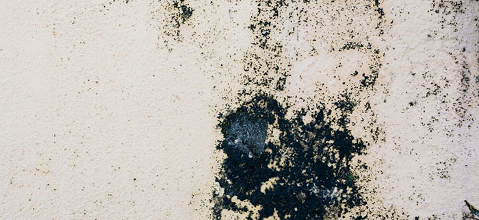 How to Prevent Mold in Damp Basements